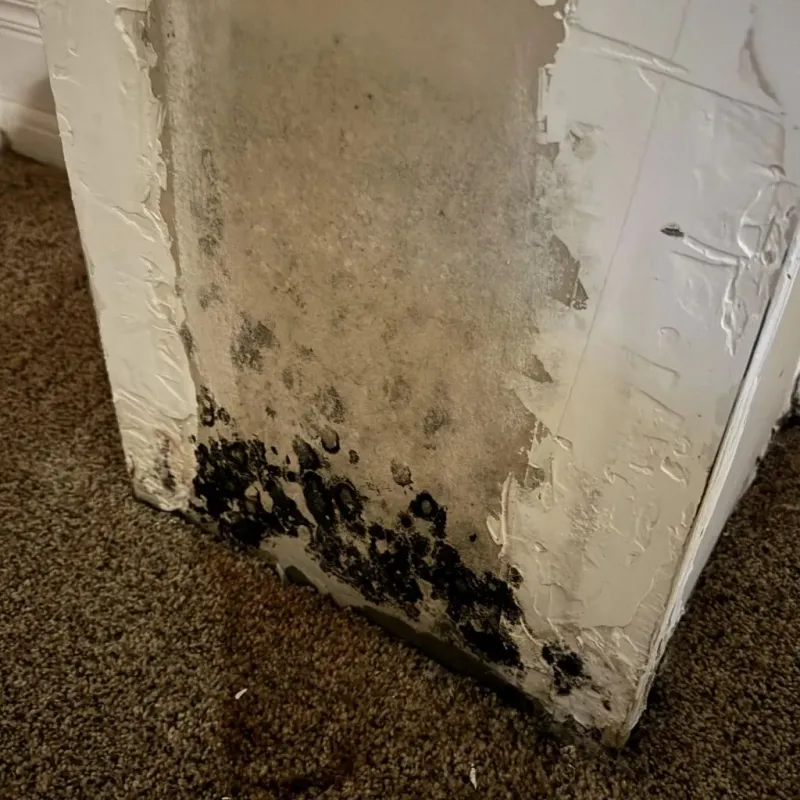 Professional Mold Removal in Le Roy, NY